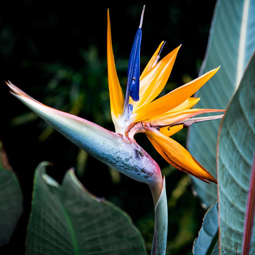 Strelitzia reginae Mandela’s Gold - Flor ave del Paraíso (Floración)