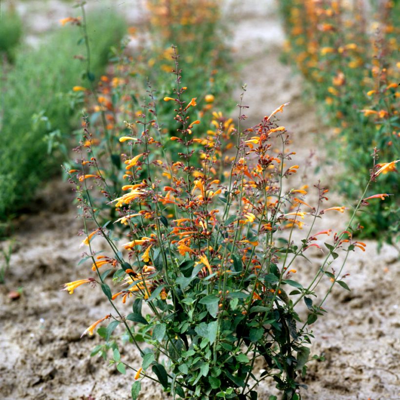 Agastache aurantiaca Navajo Sunset (semillas) (Porte)