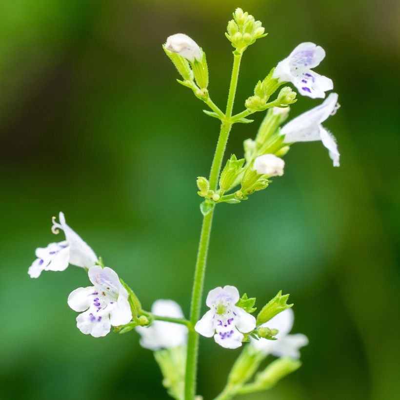 Calaminta (semillas) - Calamintha nepeta (Floración)