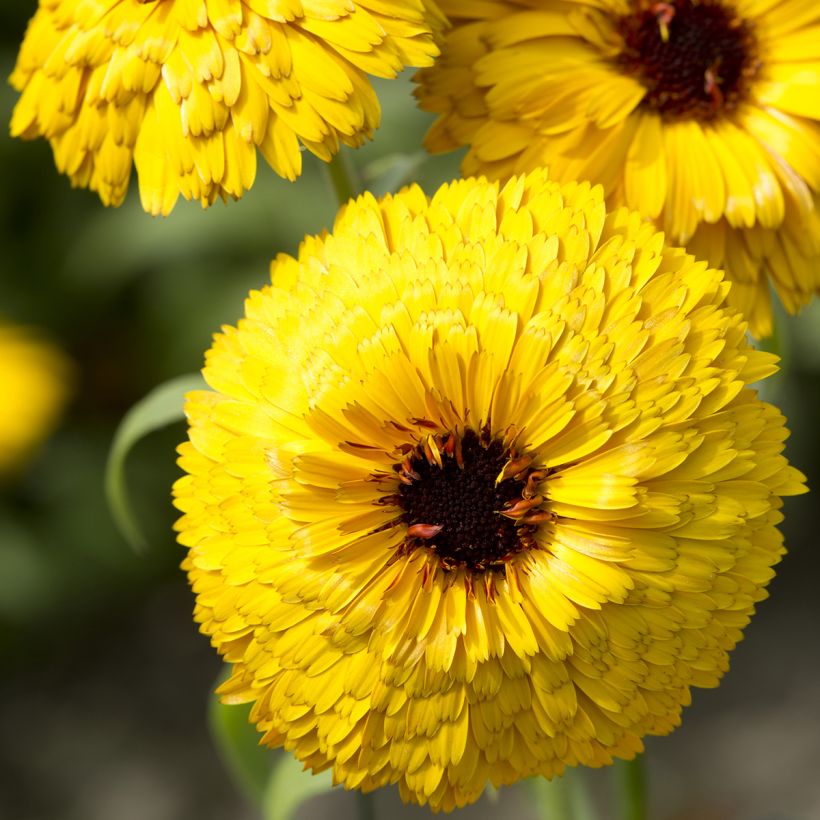 Calendula officinalis Bull's Eye (Floración)