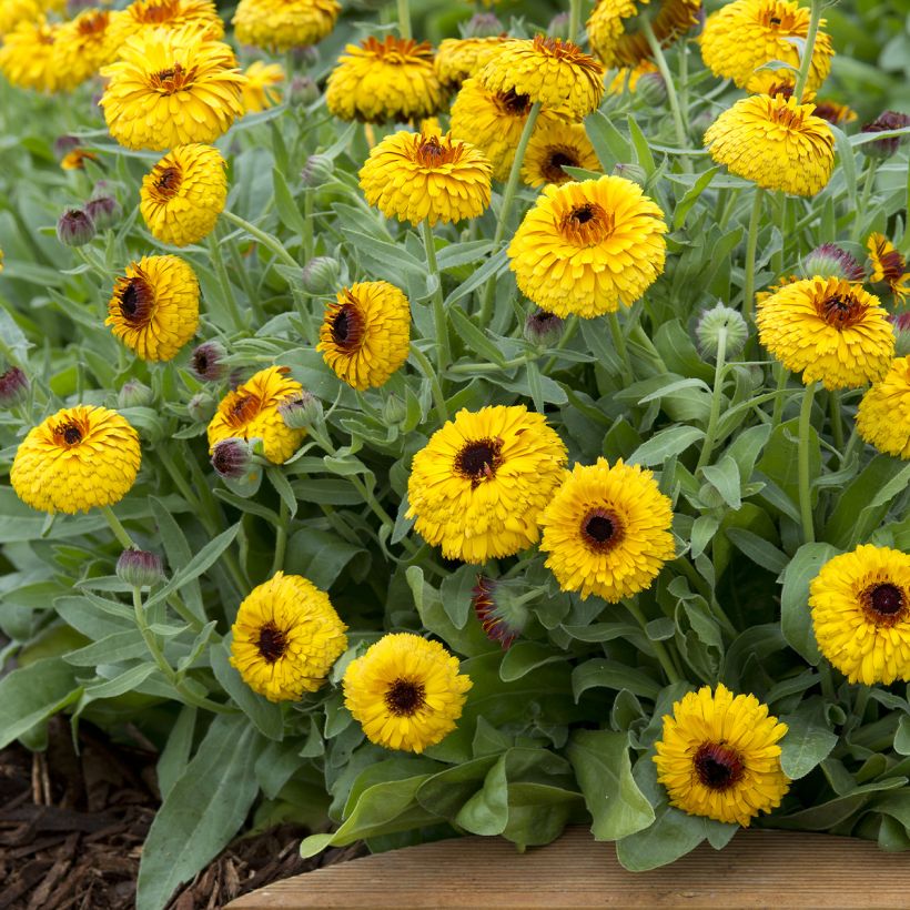 Calendula officinalis Bull's Eye (Porte)