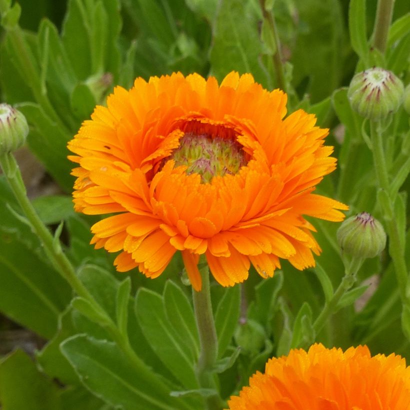 Calendula officinalis Greenheart Orange (Floración)