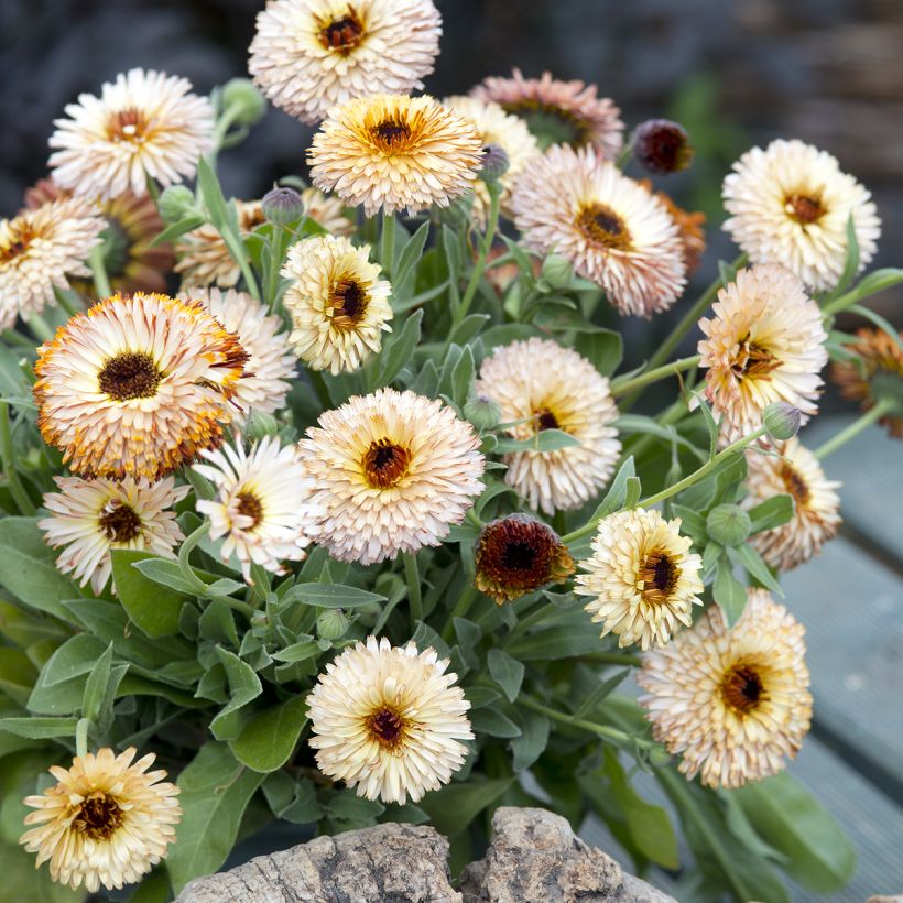 Calendula officinalis Pygmy Buff (Porte)