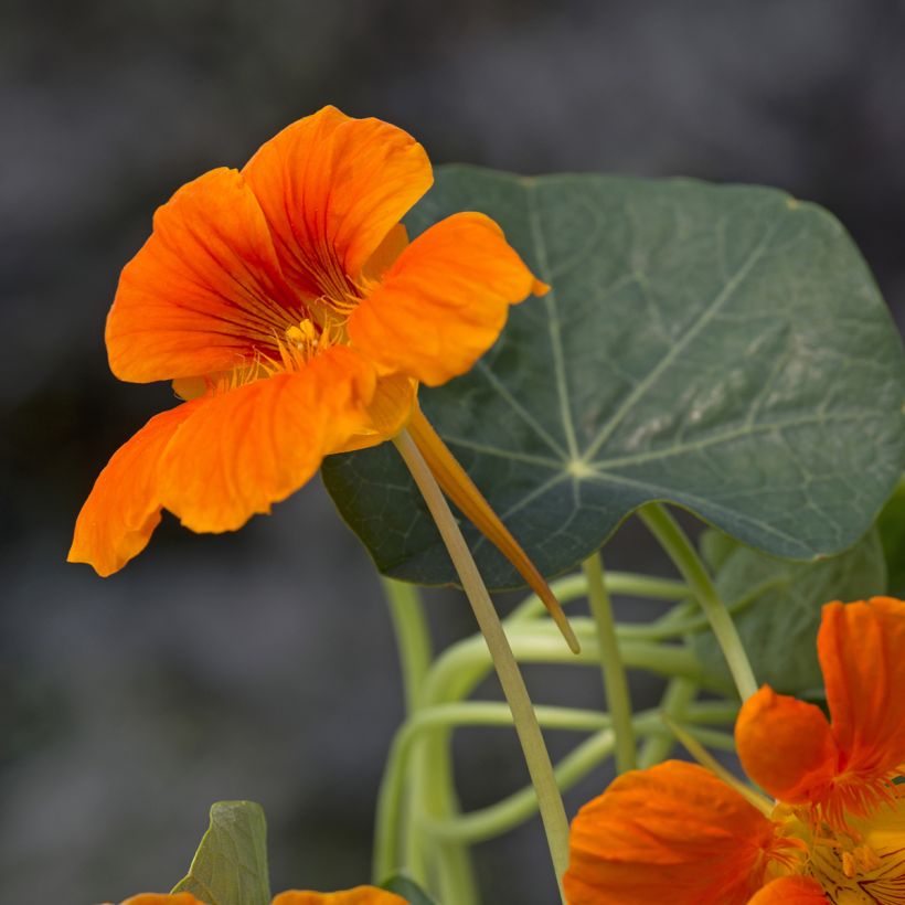 Capuchina enana Baby Orange (Floración)