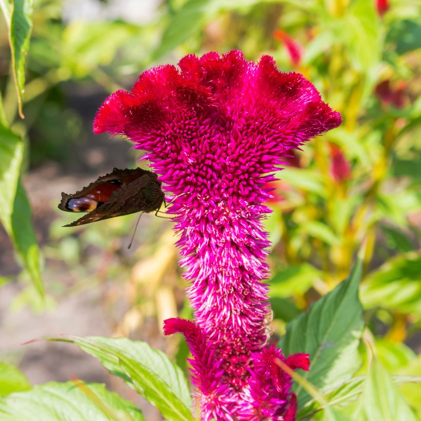 Celosia cristata Fan Dance Purple (Floración)