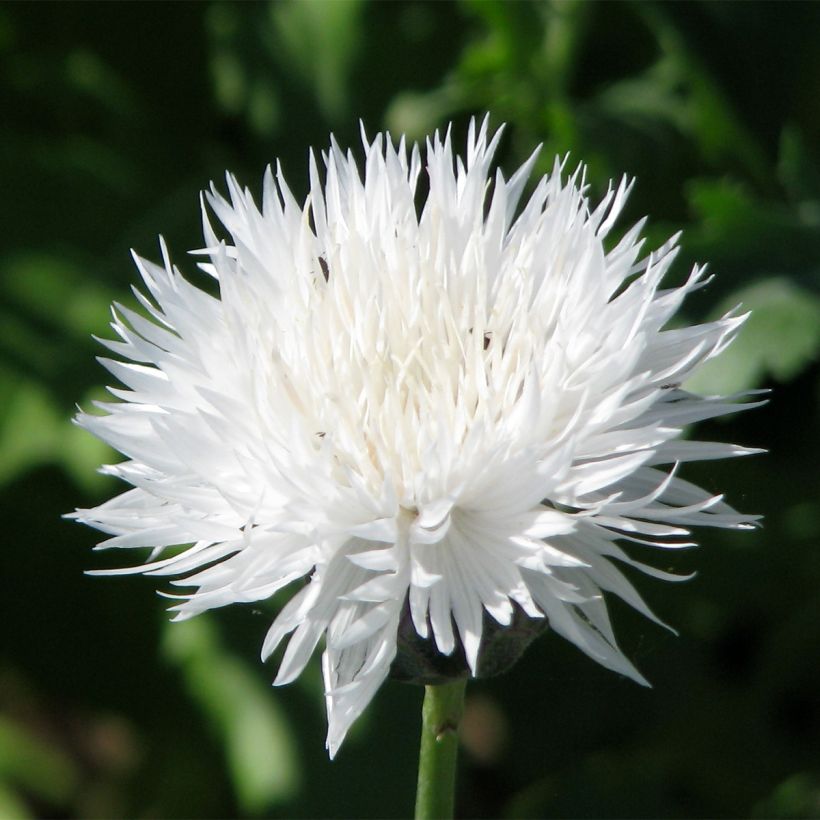 Centaurea moschata The Bride (Floración)