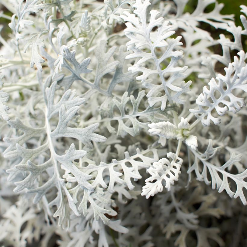 Senecio cineraria Silver Dust (semillas) - Cineraria gris (Follaje)