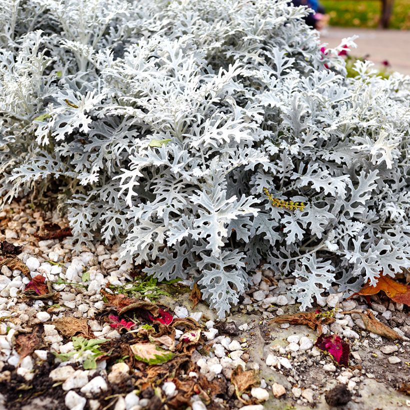 Senecio cineraria Silver Dust (semillas) - Cineraria gris (Porte)