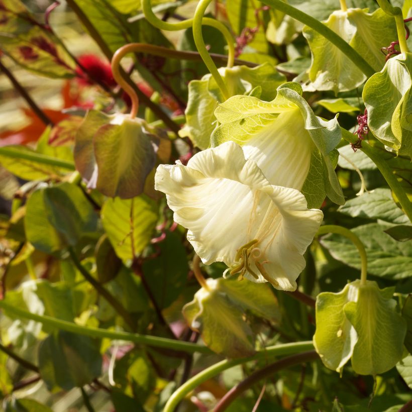 Cobea scandens Alba - Yedra morada de México​ (Floración)