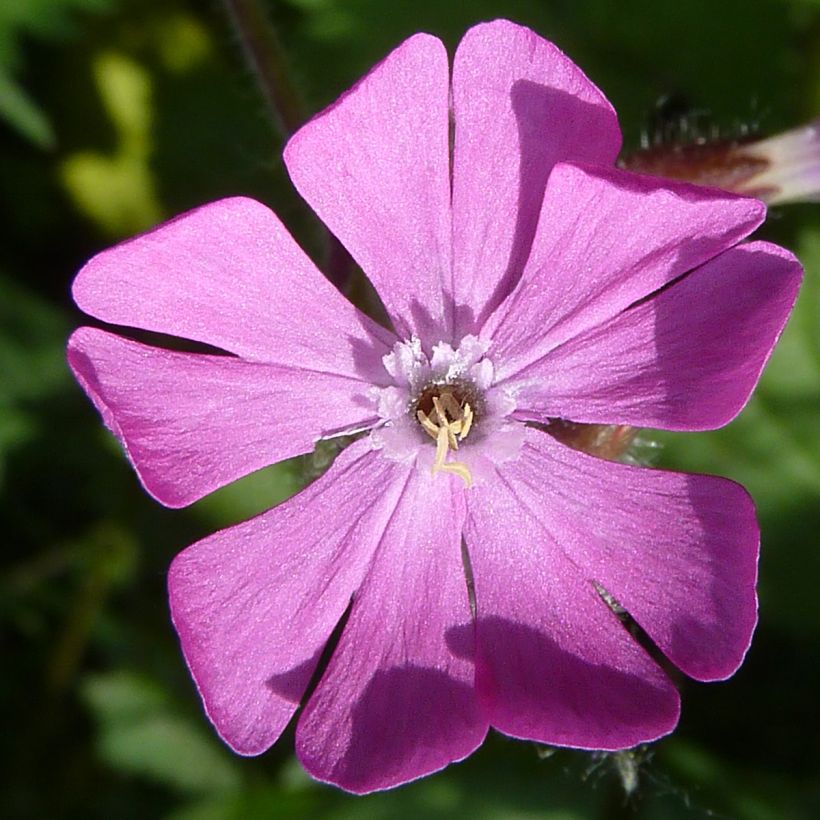 Silene dioica (Floración)