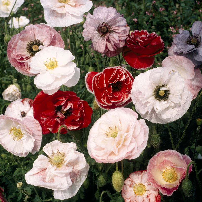 Amapola común Dawn Chorus Mix - Papaver rhoeas (Floración)