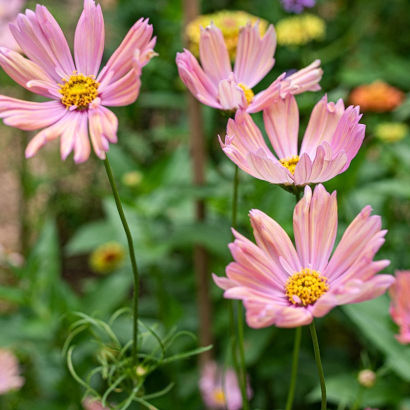 Cosmos bipinnatus Apricotta (Floración)