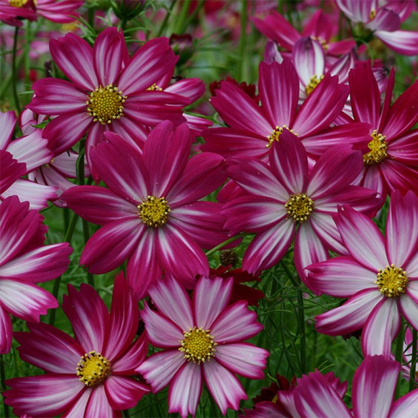 Cosmos bipinnatus Cosimo Red White (Floración)