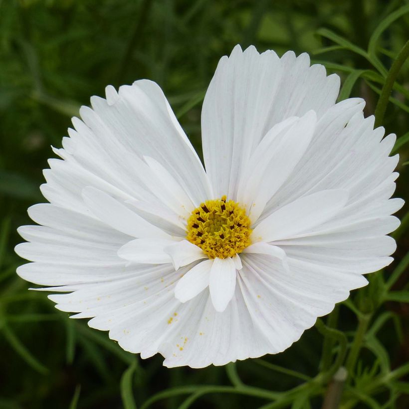 Cosmos bipinnatus Cupcakes White (Floración)