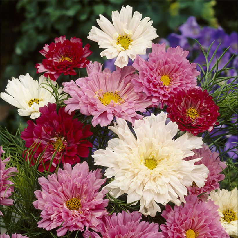 Cosmos bipinnatus Cosmos Double Click Mixed (Floración)