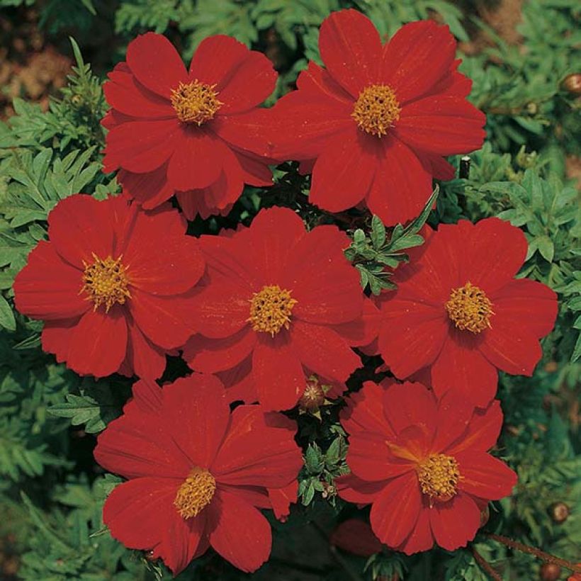 Cosmos sulphureus Dwarf Ladybird Scarlet (Floración)