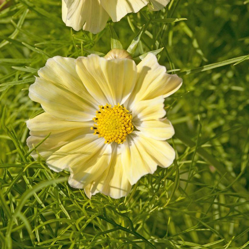 Cosmos sulphureus Kiiro (Floración)