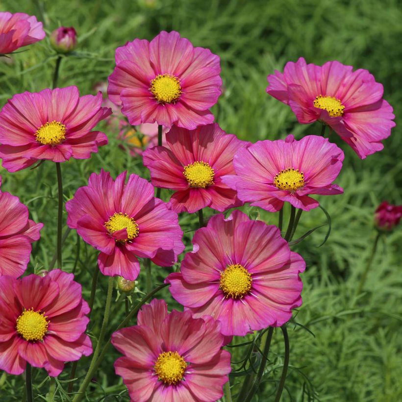 Cosmos bipinnatus Xsenia (Floración)