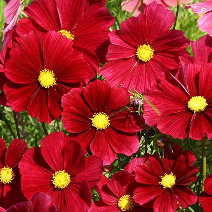 Cosmos bipinnatus Rubenza (Floración)