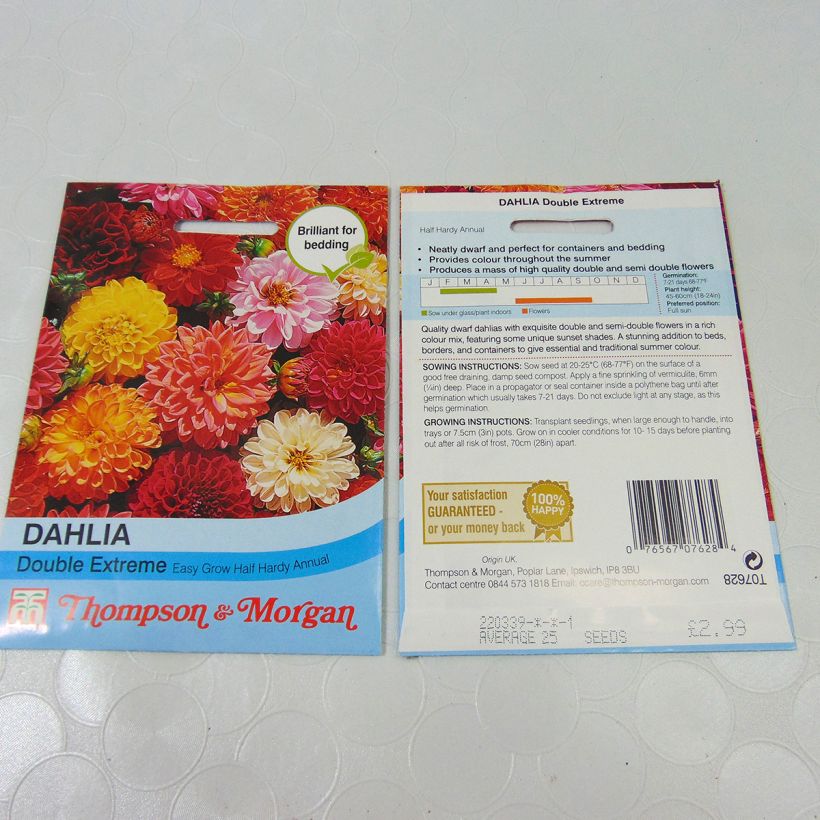 Ejemplo de ejemplar de Graines de Dahlia nain Double Extreme en mélange Graines tal y como se entrega