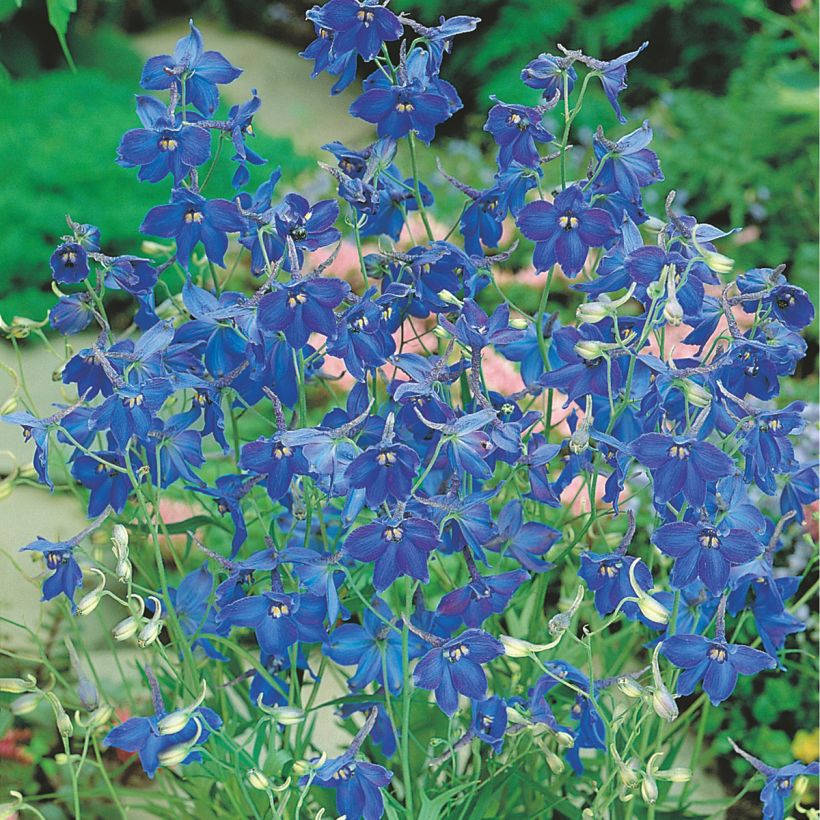 Espuela de caballero - Delphinium Volkerfrieden Oriental Blue (Floración)