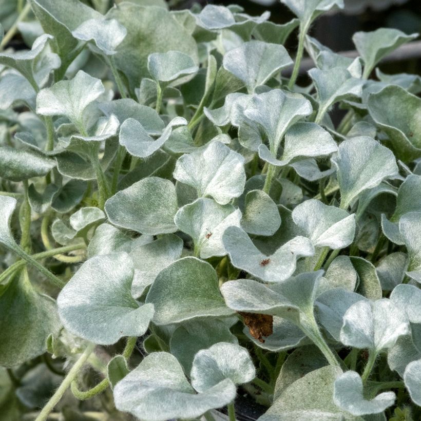 Dichondra argentea Silver Falls (semillas) (Follaje)