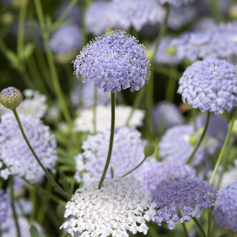 Trachymene coerulea Lace Blue (Floración)