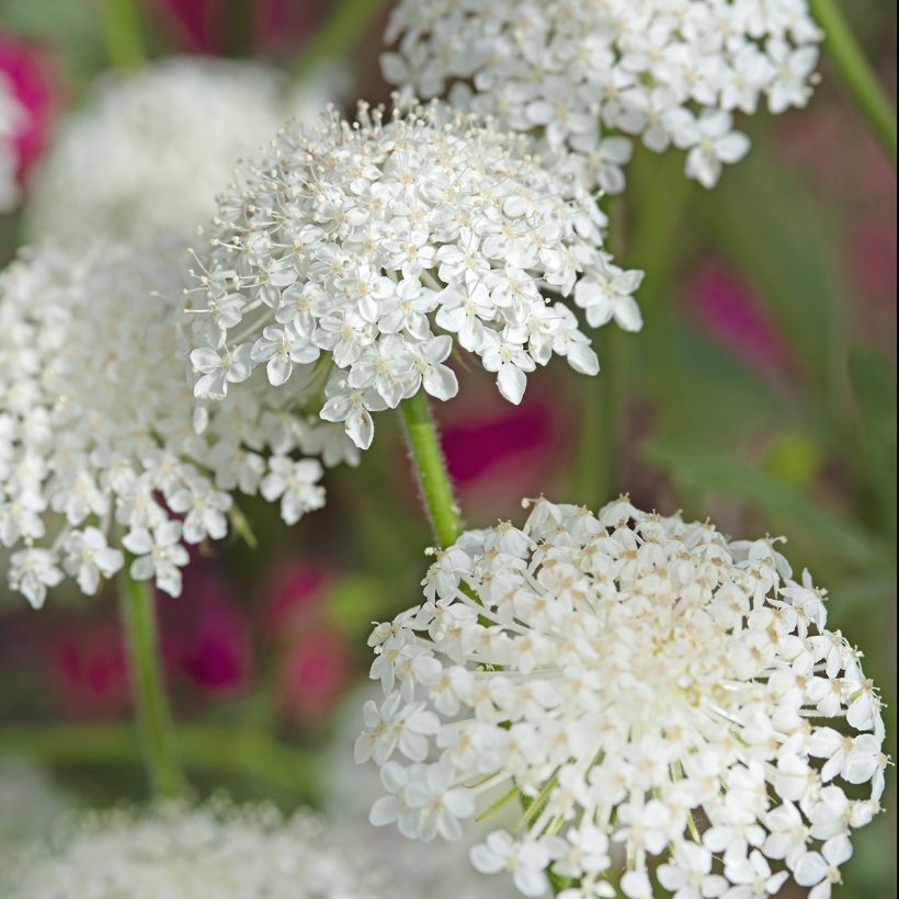 Trachymene coerulea Lace White (Floración)