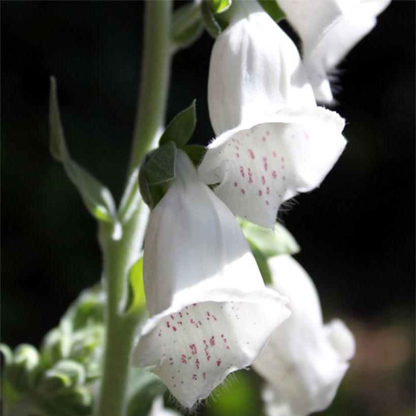 Digitalis purpurea Silver Club (Floración)