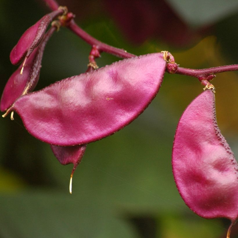 Dolichos lablab Ruby Moon - Zarandaja (Cosecha)