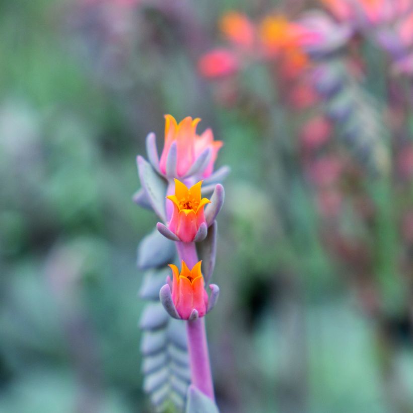 Graines de Echeveria peacockii Urban Orange (enrobées) (Floración)