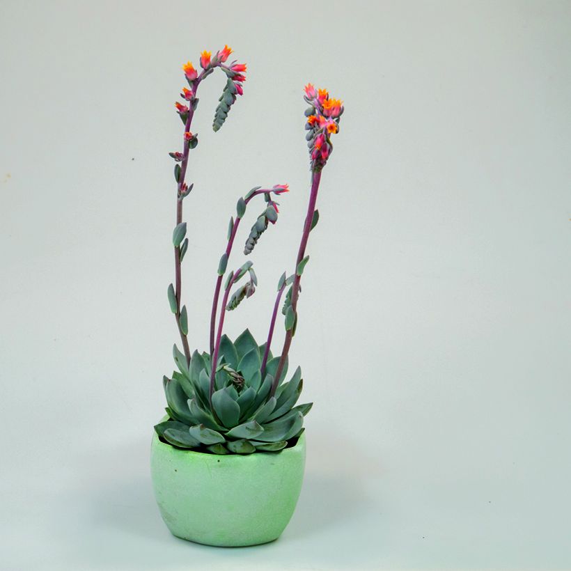 Graines de Echeveria peacockii Urban Orange (enrobées) (Porte)