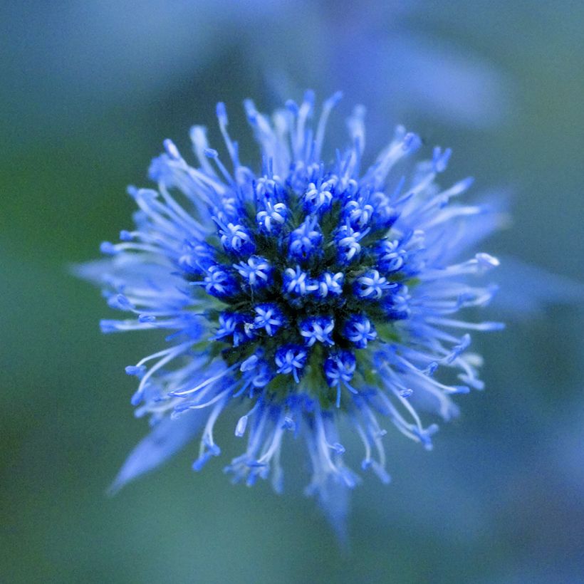 Eryngium planum Blue Glitter - Cardo plano (Floración)