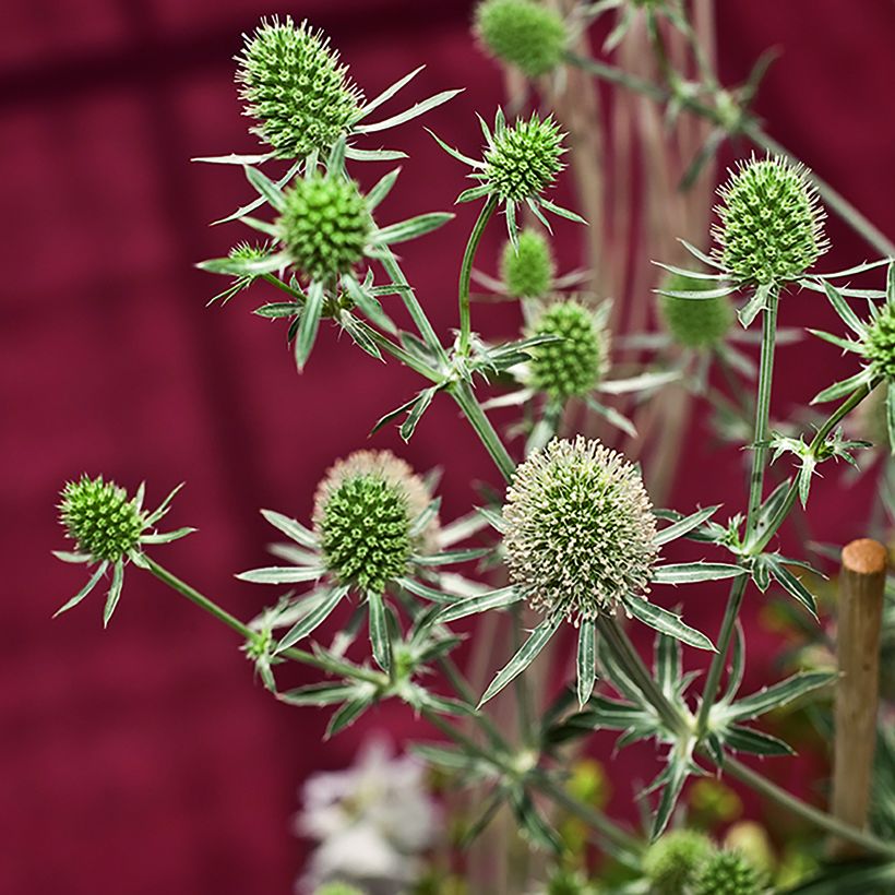 Eryngium planum White Glitter - Cardo plano (Cosecha)