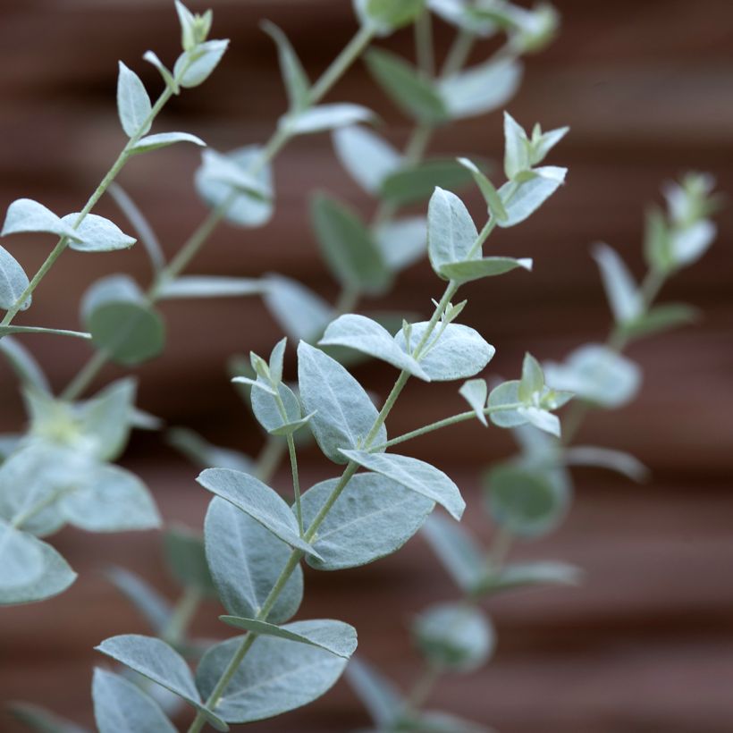 Eucalyptus kruseana latens Moon Lagoon (semillas) (Follaje)