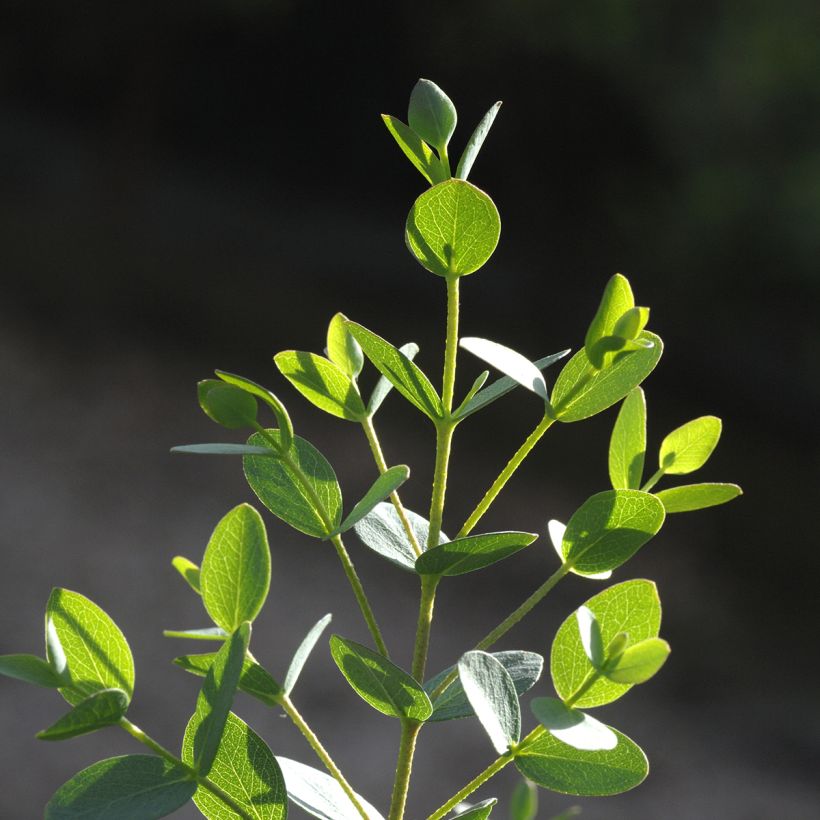 Eucalyptus parvula Boxwood - Eucalipto enano (Follaje)