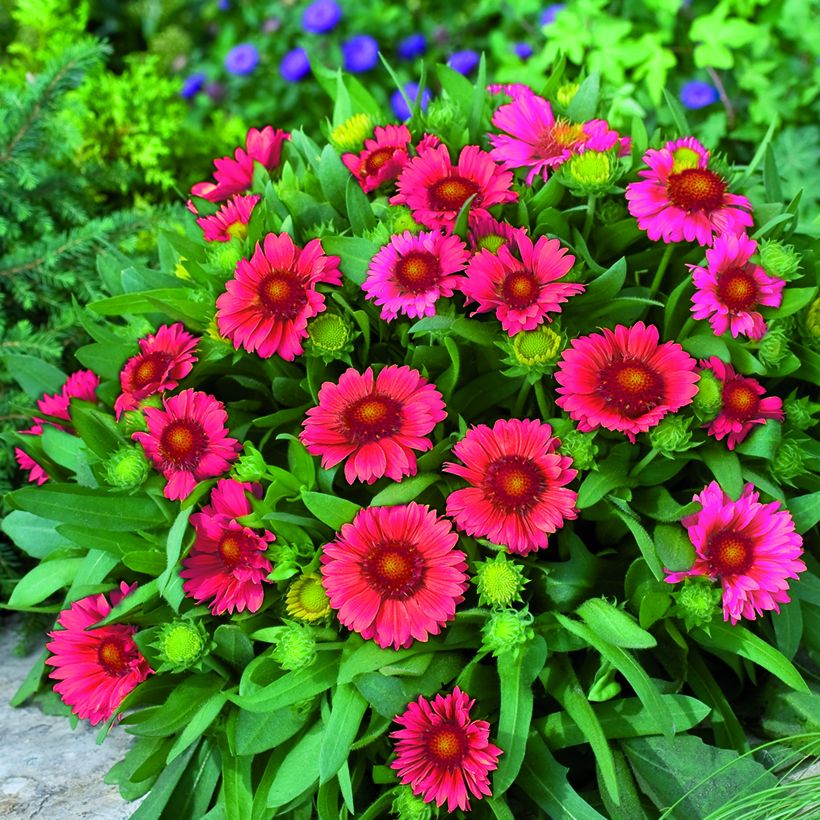 Gaillardia grandiflora Arizona Red Shades (semillas) (Porte)