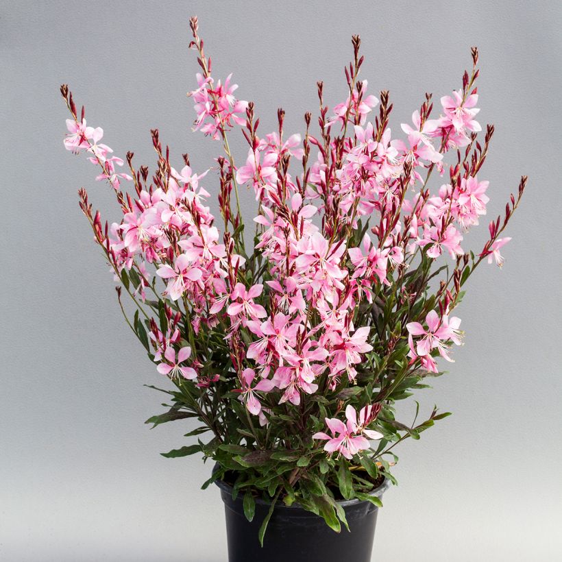 Gaura lindheimeri Emmeline Pink Bouquet (Porte)