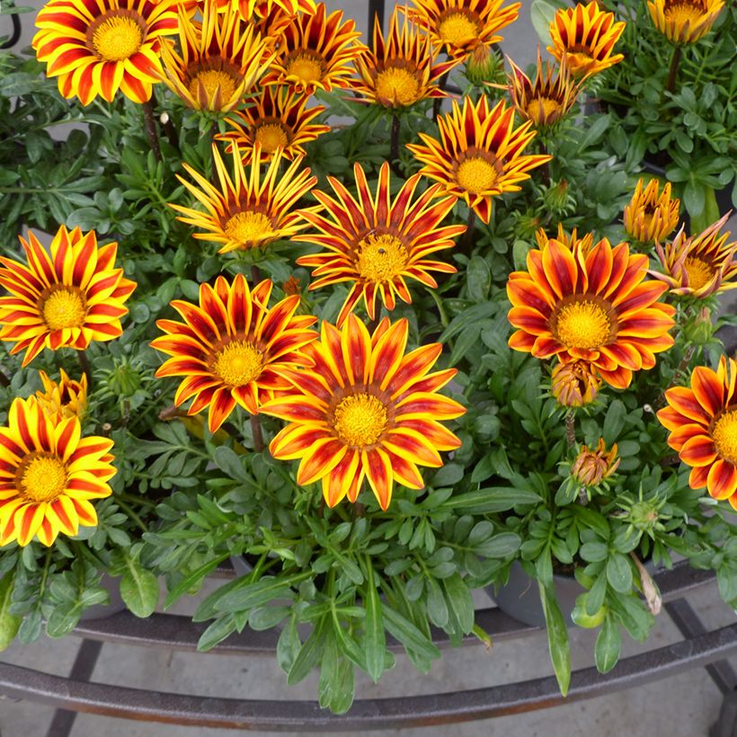 Graines de Gazania Zany F1 Orange Flame (Floración)