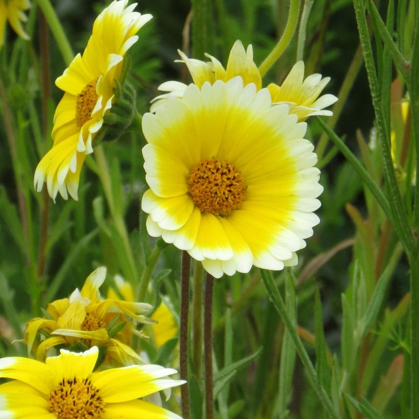 Layia platyglossa Tidy Tips (Floración)