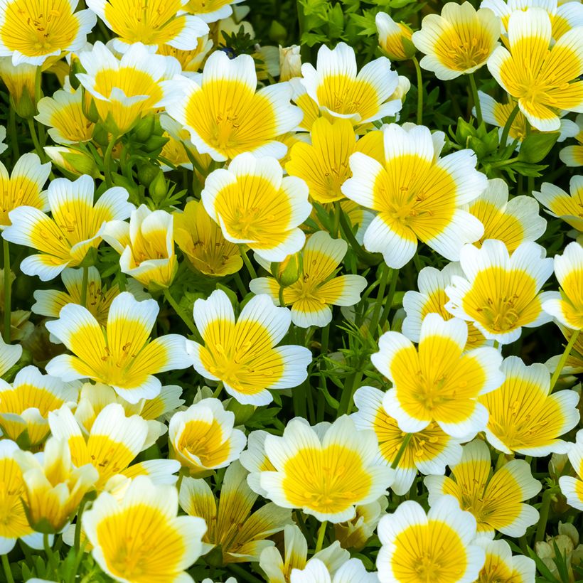 Limnanthes douglasii (Floración)