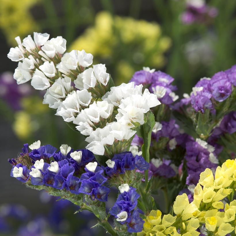 Limonium sinuatum Forever Mixed (Floración)