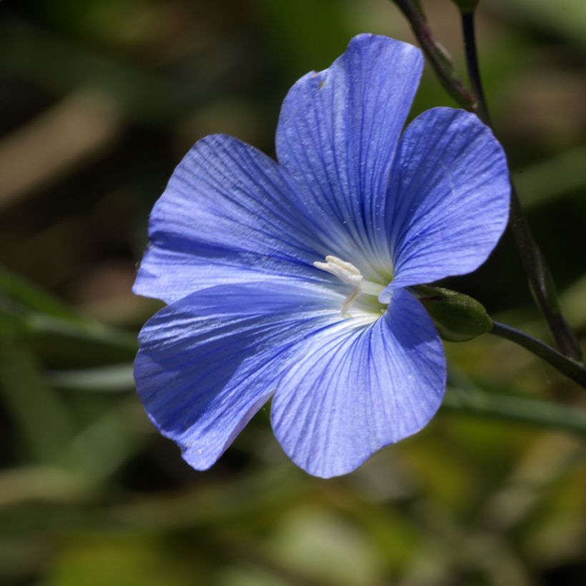 Linum perenne Saphir bleu - Lino azul (Floración)