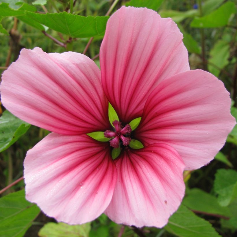 Malope trifida Glacier Fruits Mixed (Floración)