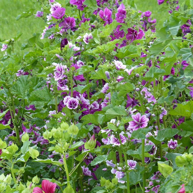 Malva común Purple Zebra Mix - Malva sylvestris (Porte)