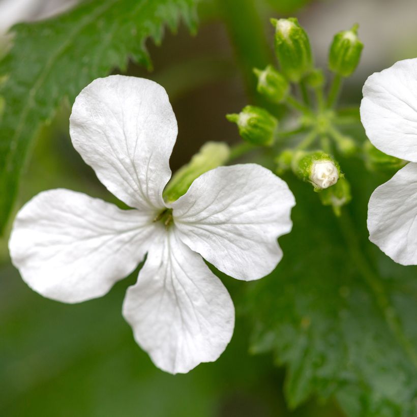 Lunaria annua Alba (semillas) - Monedas del Papa (Floración)