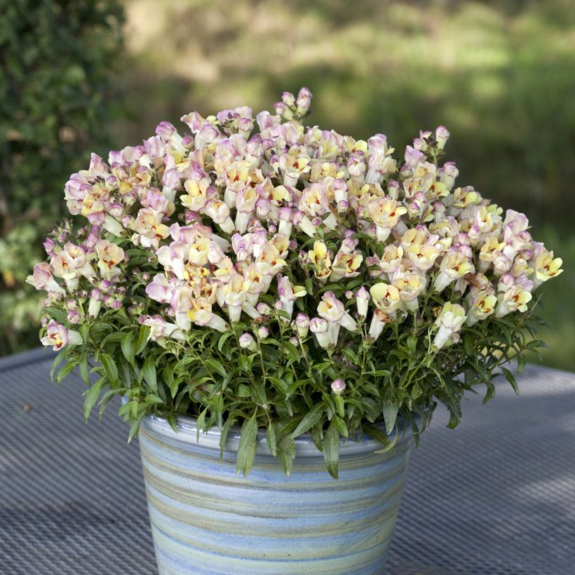 Antirrhinum Antiquity Lemon (Porte)