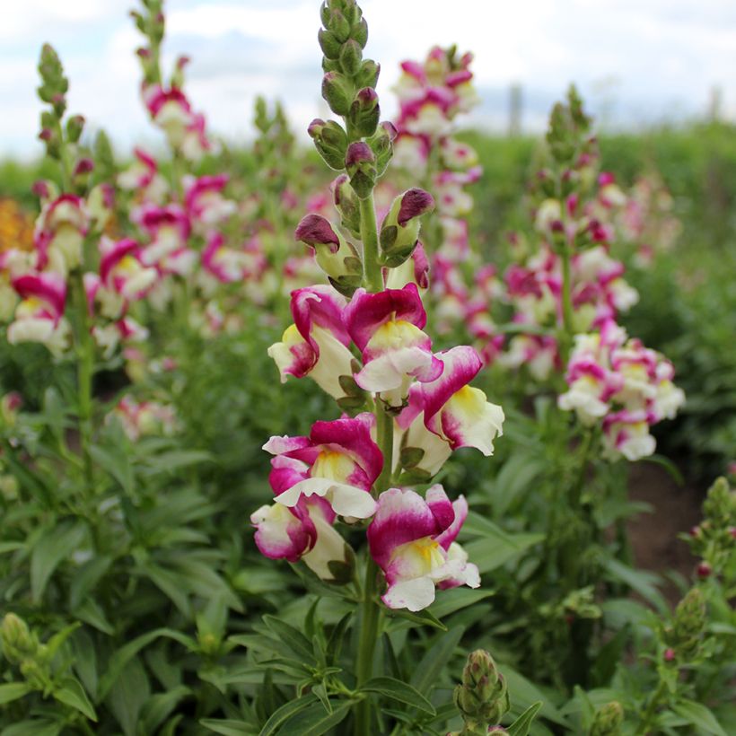 Antirrhinum x majus Cherry Twist - Boca de dragón (Floración)