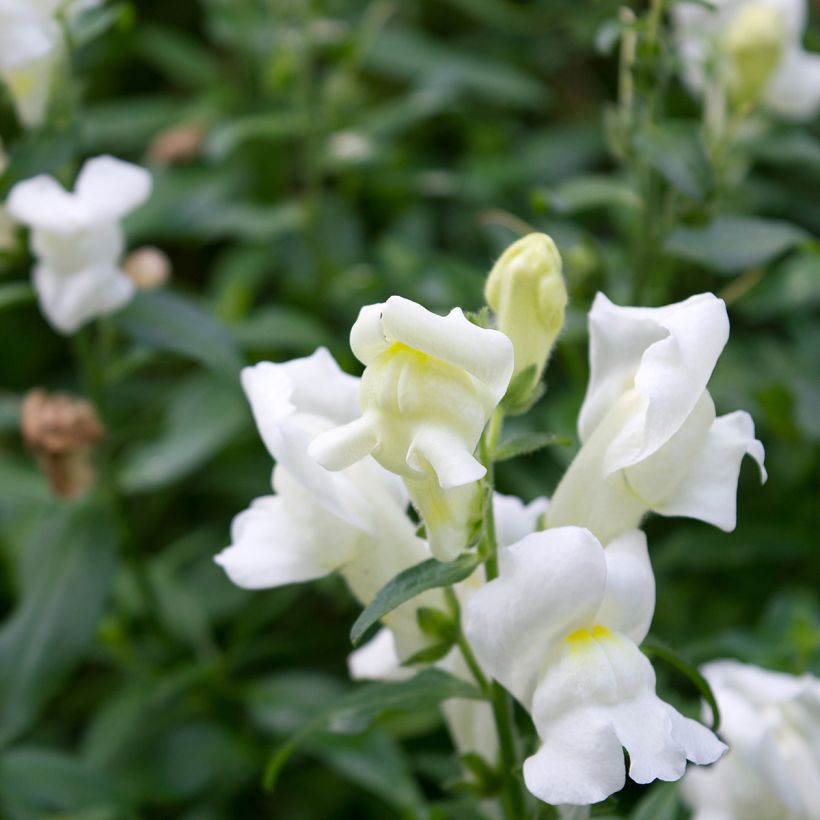 Antirrhinum Royal Bride (Floración)