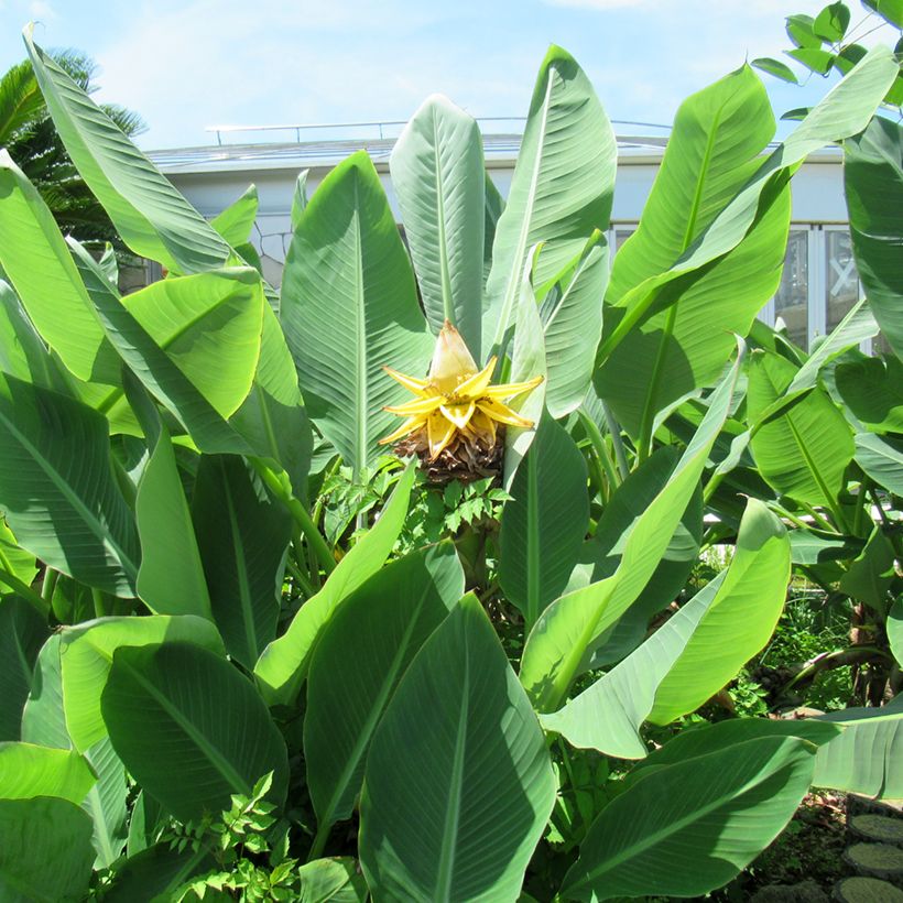 Musella lasiocarpa (semillas) - Plátano enano chino (Follaje)